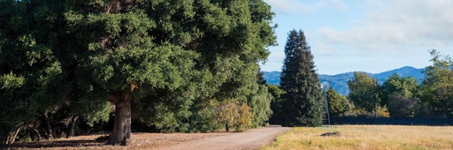 Un bosque poderoso de siglos